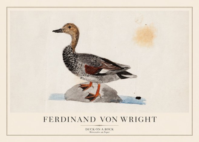 Ferdinand von Wright Duck on a Rock No1 - Poster