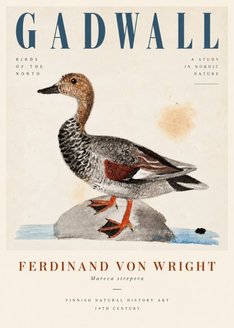 Ferdinand von Wright Duck on a Rock No5 - Poster