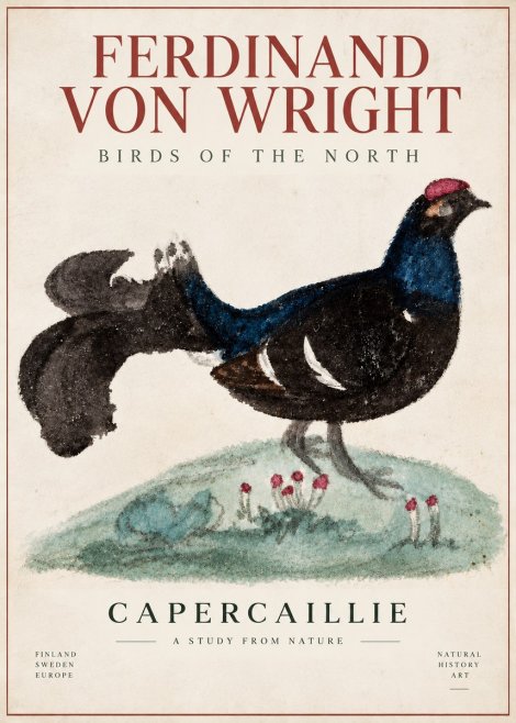Ferdinand von Wright Western Capercaillie - Watercolor Study No6 - Poster