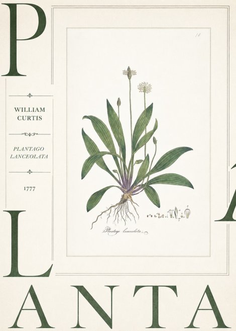 William Curtis Plantago Lanceolata I No5 - Poster