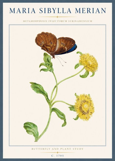Maria Sibylla Merian Butterfly and Plant Study No3 - Poster