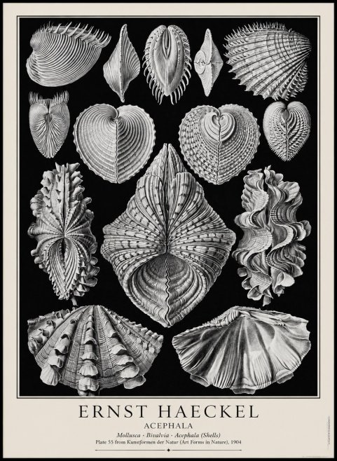 Ernst Haeckel Acephala — Brachiopods Plate 55 — Cytherea. No4 - Poster