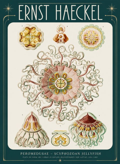 Ernst Haeckel Peromedusae – Discomedusae No4 - Poster