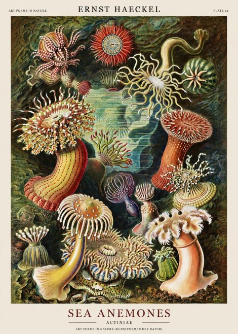 Ernst Haeckel Sea Anemones No1 - Poster