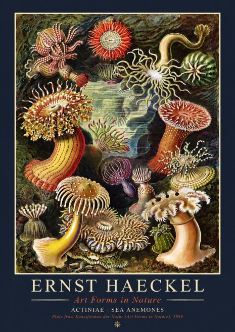 Ernst Haeckel Sea Anemones No4 - Poster
