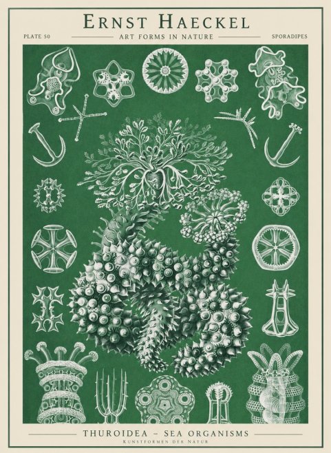 Ernst Haeckel Thuroidea - Sea Organisms No1 - Poster