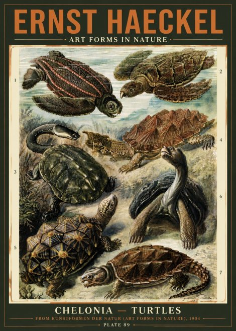 Ernst Haeckel Chelonia - Turtles No5 - Poster