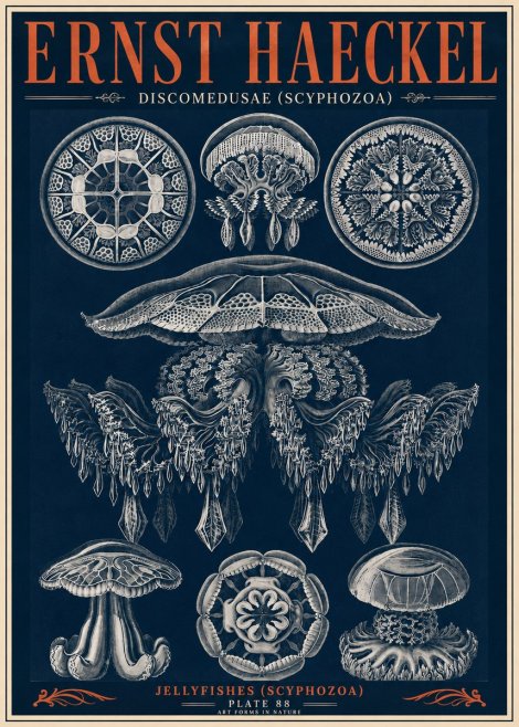 Ernst Haeckel Discomedusae (Scyphozoa) Plate 88 No6 - Poster
