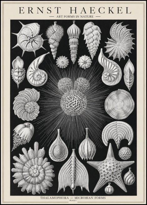 Ernst Haeckel Thalamophora - Microbian Forms - Plate 2 No1 - Poster