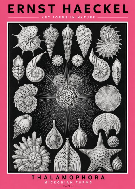 Ernst Haeckel Thalamophora - Microbian Forms - Plate 2 No2 - Poster