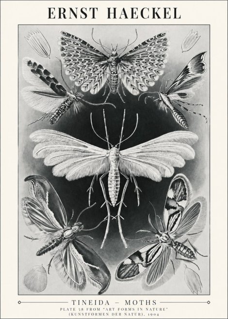 Ernst Haeckel Tineida - Moths No1 - Poster