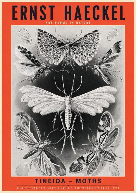 Ernst Haeckel Tineida - Moths No3 - Poster