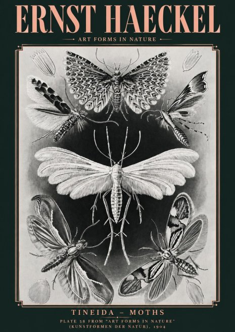 Ernst Haeckel Tineida - Moths No4 - Poster