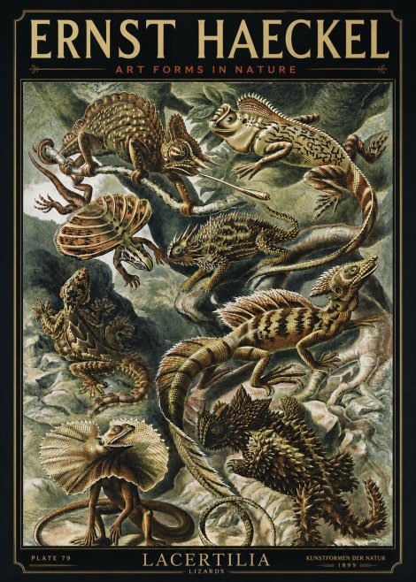 Ernst Haeckel Lacertilia Lizards No3 - Poster