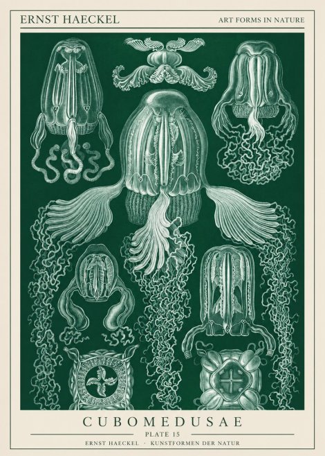 Ernst Haeckel Cubomedusae No1 - Poster