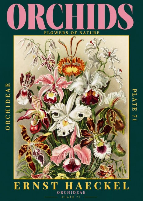 Ernst Haeckel Orchids No2 - Poster
