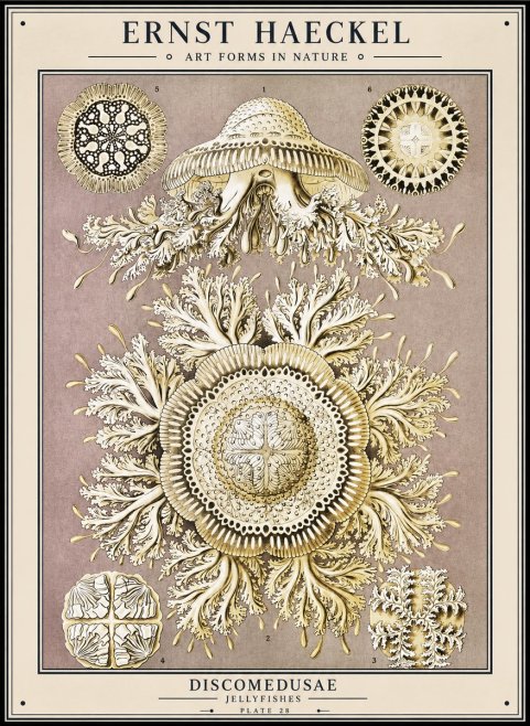 Ernst Haeckel Discomedusae No1 - Poster