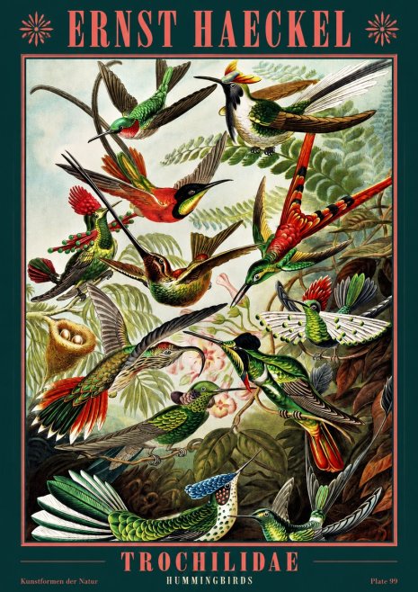 Ernst Haeckel Trochilidae - Hummingbirds No2 - Poster