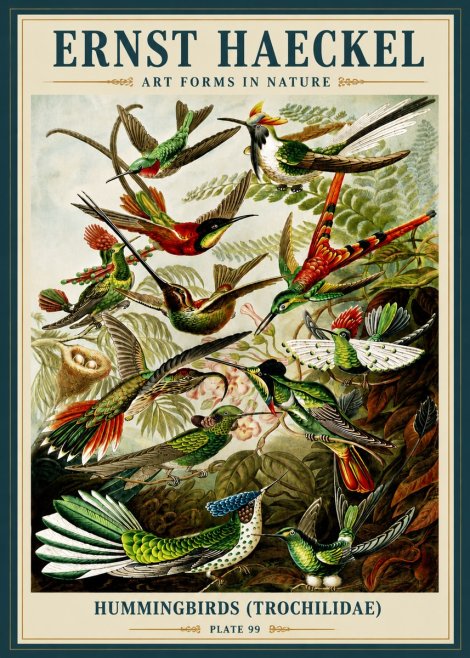 Ernst Haeckel Trochilidae - Hummingbirds No6 - Poster