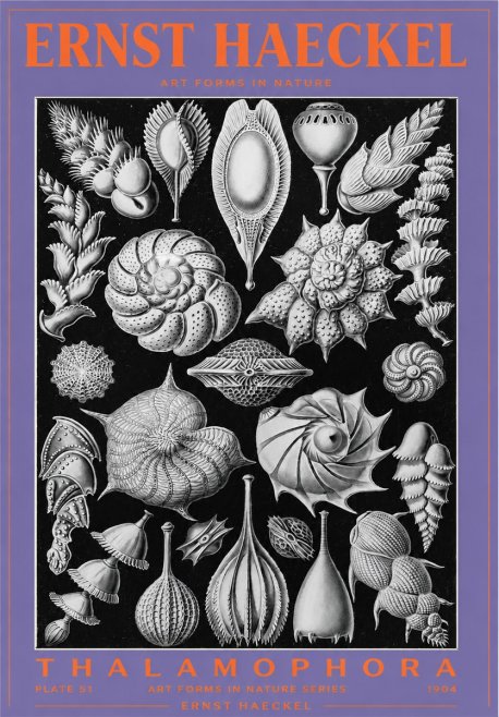 Ernst Haeckel Thalamophora No3 - Poster