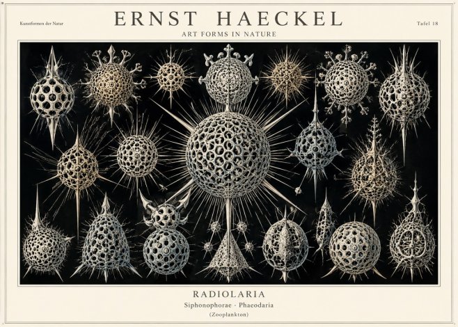 Ernst Haeckel Radiolaria No1 - Poster