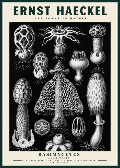 Ernst Haeckel Basimycetes Agaricales No3 - Poster