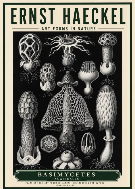 Ernst Haeckel Basimycetes Agaricales No5 - Poster