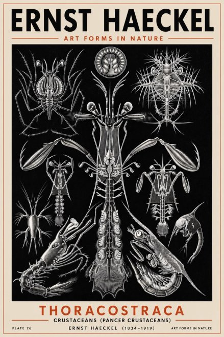 Ernst Haeckel Thoraocostraca - Crustaceans - Plate 76 No5 - Poster