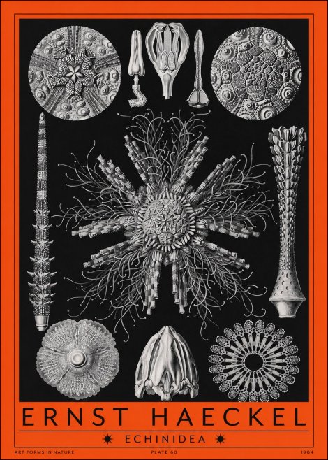 Ernst Haeckel Echinidea Sea Urchins No2 - Poster