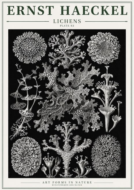 Ernst Haeckel Lichens - Plate 83 No3 - Poster