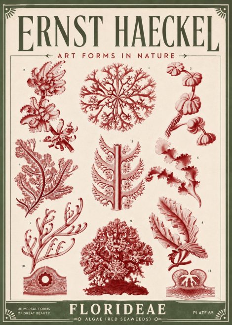 Ernst Haeckel Florideae (Red Seaweeds) No6 - Poster