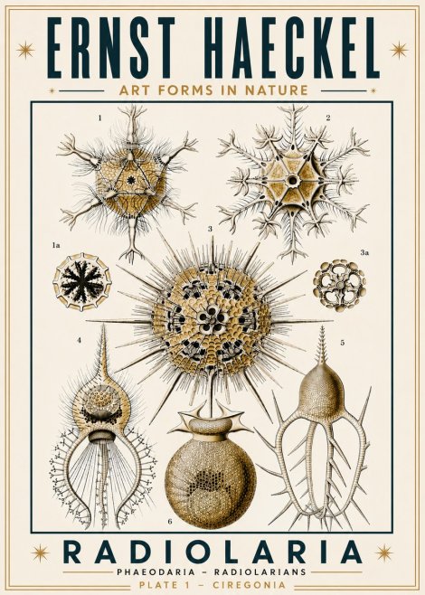 Ernst Haeckel Radiolaria - Plate 1 - Ciregonia No6 - Poster