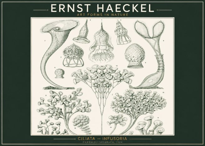 Ernst Haeckel Ciliata - Infusoria - Plate 3 No2 - Poster