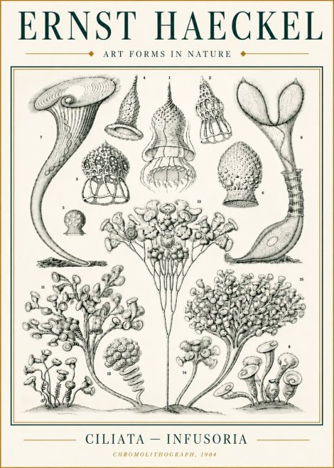 Ernst Haeckel Ciliata - Infusoria - Plate 3 No6 - Poster