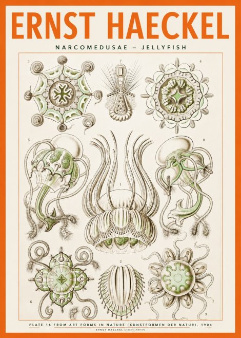 Ernst Haeckel Narcomedusae - Jellyfish No2 - Poster