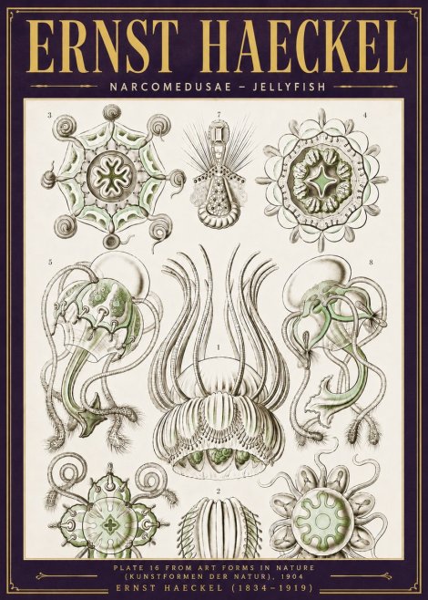 Ernst Haeckel Narcomedusae - Jellyfish No6 - Poster