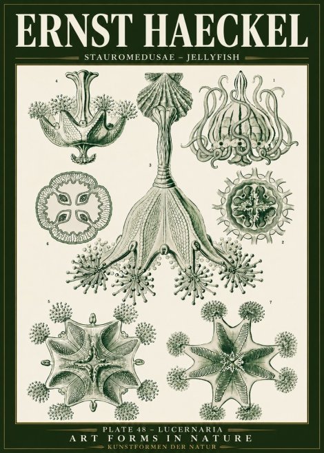 Ernst Haeckel Stauromedusae – Jellyfish No5 - Poster