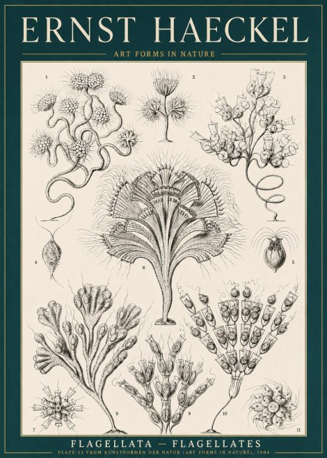 Ernst Haeckel Flagellata - Flagellates No3 - Poster