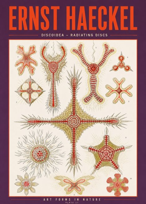 Ernst Haeckel Discoidea – Radiating Discs No3 - Poster