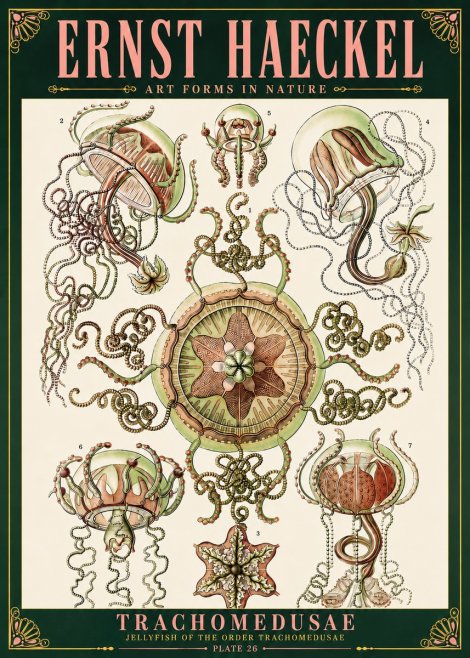 Ernst Haeckel Trachomedusae No6 - Poster