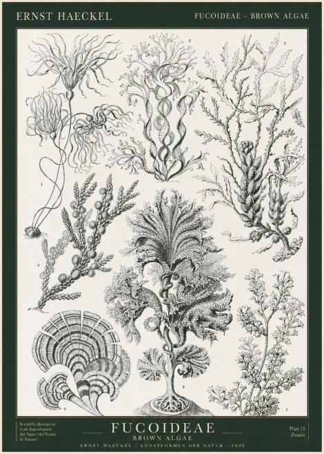 Ernst Haeckel Fucoideae - Brown Algae No1 - Poster