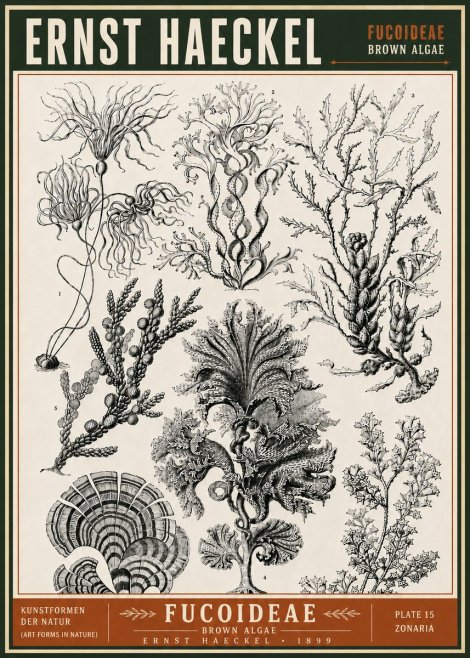Ernst Haeckel Fucoideae - Brown Algae No6 - Poster