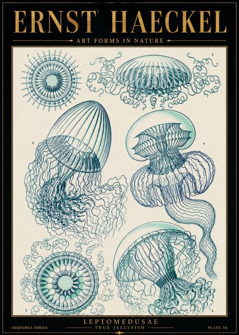 Ernst Haeckel Leptomedusae True Jellyfish No5 - Poster