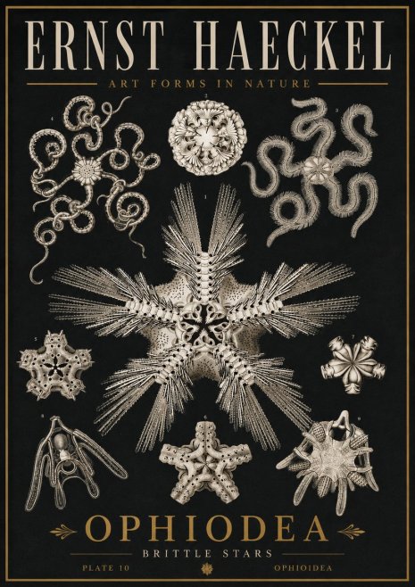 Ernst Haeckel Ophiodea - Brittle Stars I No5 - Poster