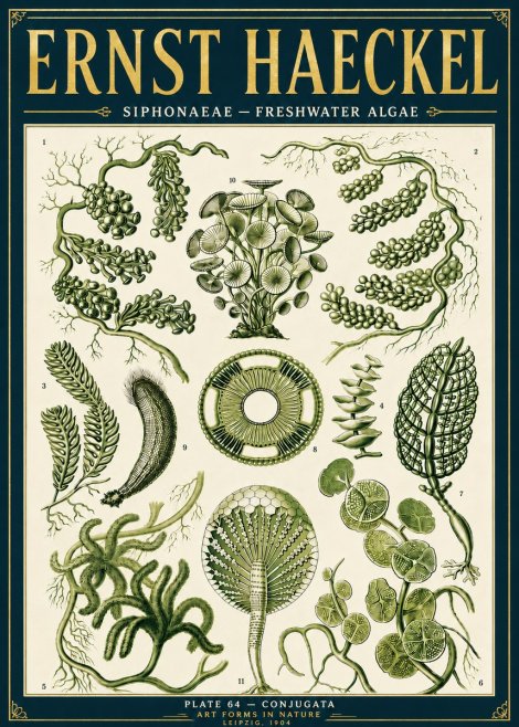 Ernst Haeckel Siphonaceae - Freshwater Algae No6 - Poster