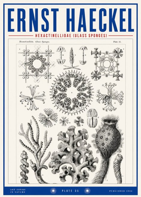 Ernst Haeckel Hexactinellida. Glass Sponges. No3 - Poster