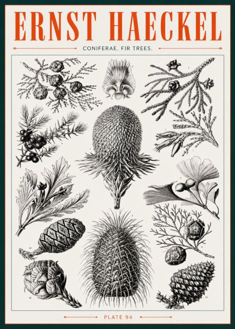 Ernst Haeckel Coniferae. Fir Trees. No3 - Poster