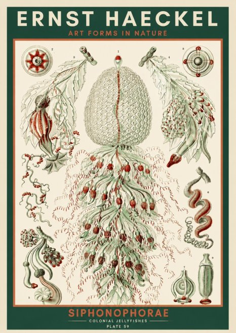 Ernst Haeckel Siphonophorae - State Colonies No4 - Poster