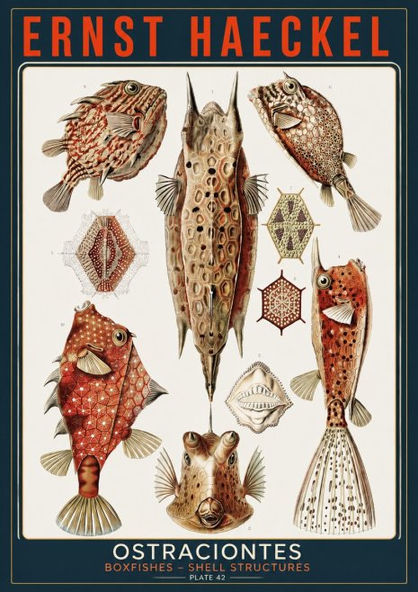 Ernst Haeckel Ostracodes Crustacea No5 - Poster