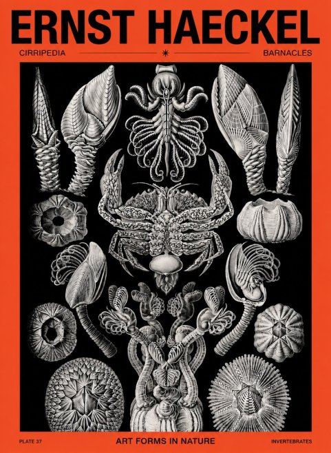 Ernst Haeckel Cirripedia Barnacles No5 - Poster
